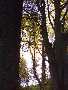 sunlight through the canopy
