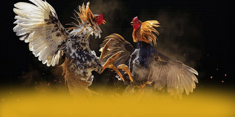 [THUONG_HIEU] - Tổng kết một cách tổng quan.
