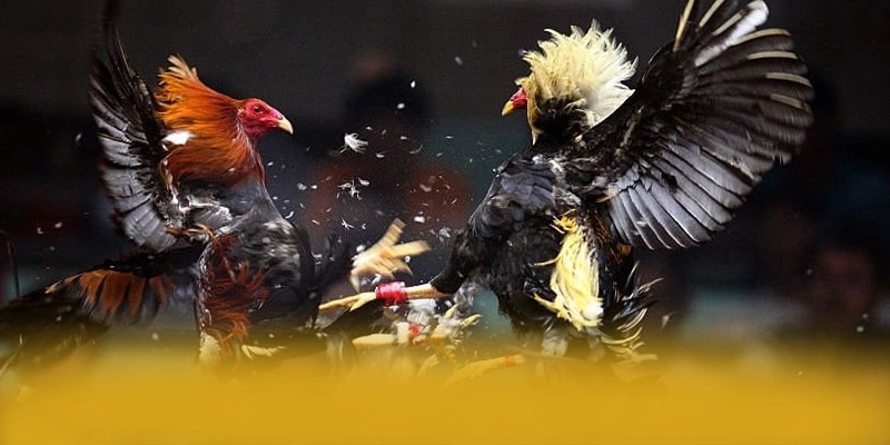 [THUONG_HIEU] - Sân chơi sở hữu kho game phong phú 2026