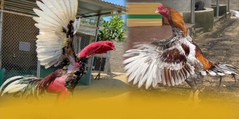 BU88 - Nhà cái cung cấp hàng trăm tựa game đẳng cấp trên thị trường BU88 - Nhà cái cung cấp hàng trăm tựa game đẳng cấp trên thị trường
