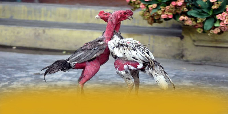 Điểm khác biệt của [THUONG_HIEU] so với các nhà cái khác